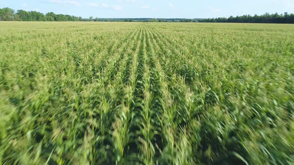 Aerial Drone Footage. Flying Over a Golden Corn Field in Beautiful Farmland. Fast Forward Movement