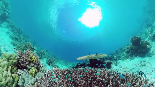 Coral Reef with Fish Underwater