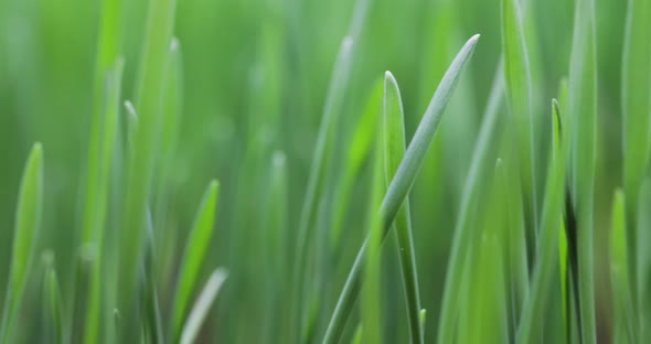 Green Grass Closeup Super Macro Shooting