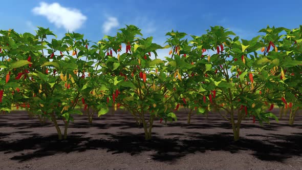 Peppers In A Field And Blue Sky In The Summer