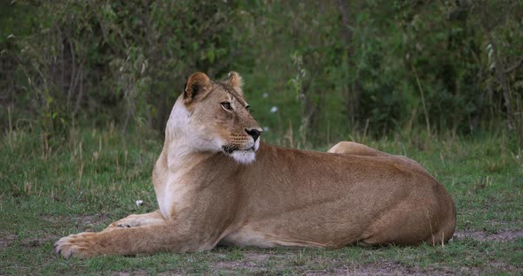 African Lion, panthera leo, Female looking around, Masai Mara Park in Kenya, Real Time 4K