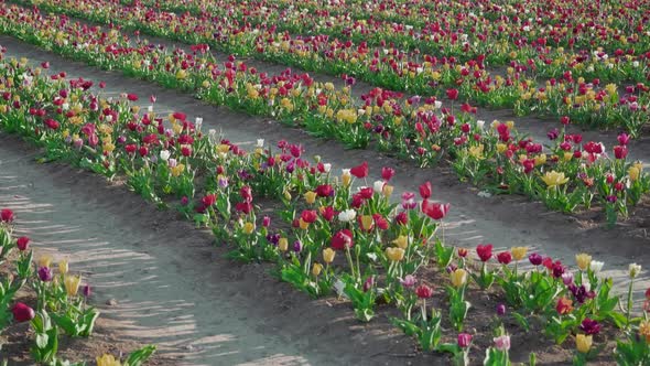 Blooming Tulips Planted in Long Rows on Plantation in Spring