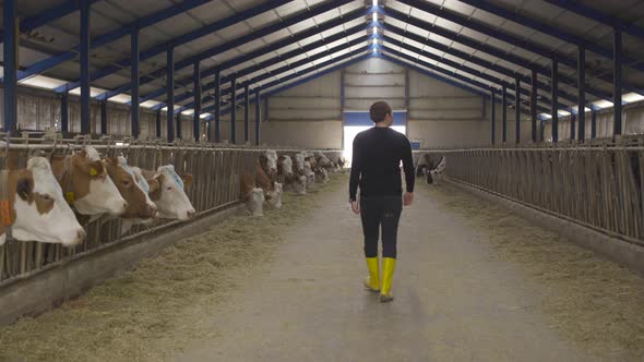 Dairy cow farm. Modern farmer.