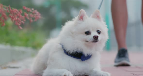 Woman go out with her Pomeranian dog 