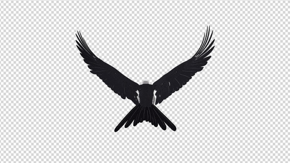 Swallowtail Kite - 4K Flying Loop - Back View alt