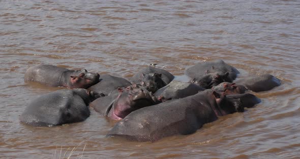 Hippopotamus, hippopotamus amphibius, Group standing in River, Masai Mara park in Kenya