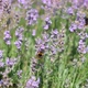 Butterflies and Bees on Meadow Flowers Swaying Beautifully in the Wind - VideoHive Item for Sale