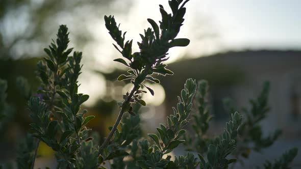 Green plant shining in the sun with bokeh and lens flares.