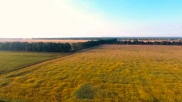 Golden Fields Outspreading Far Into Distance Separated by Lines of Tree-Planting