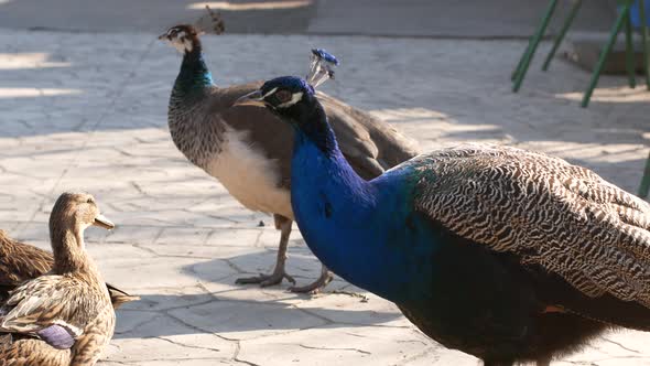 Peacock with amazing colorful plumage. Peacock walks around the zoo and eats food.