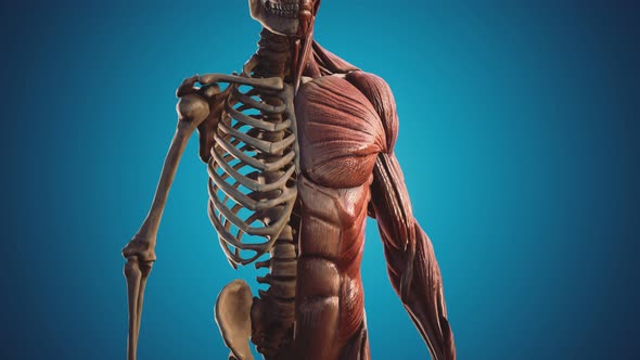 Muscular and Skeletal System of Human Body