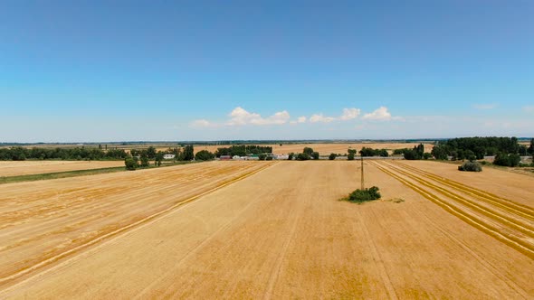 Aerial view of ripe barley fields