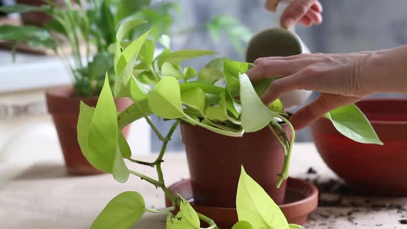 Woman's hands  watering  houseplants in a pot.