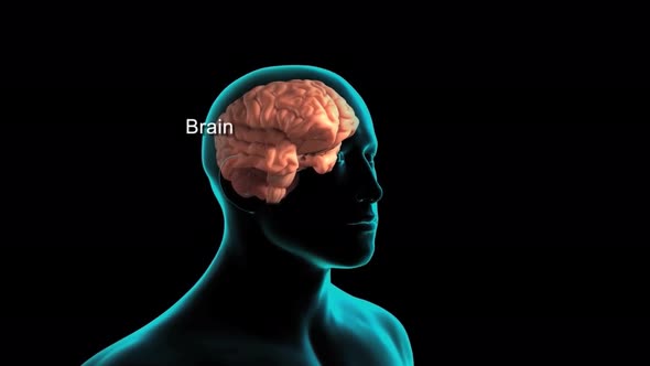 3D animation transparent male the human brain