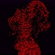 Red Hearts particles - VideoHive Item for Sale