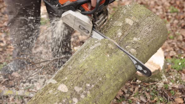 Wood Cutting Saws Tree with Tool at Sawmill