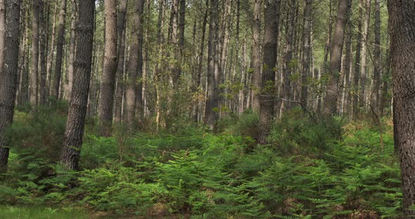 The Landes forest, Nouvelle Aquitaine, France. The Landes forest  is the largest man-made woodland i