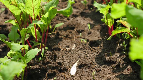 Macro Video of Organic Healthy Vegetables and Rows of Garden Beds on Countryside Farm