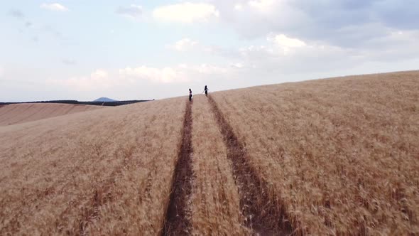 Aerial view of two friends enjoying nature while they walk through a wheat field together.