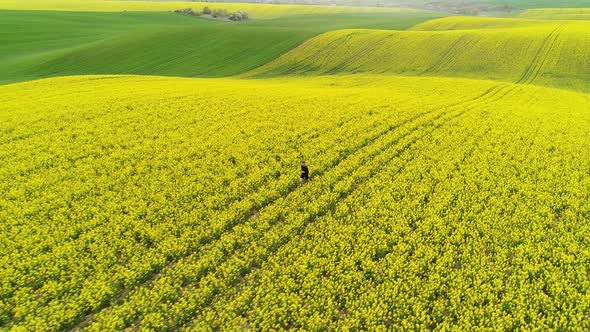 Runner in the Picturesque Rapeseed Field