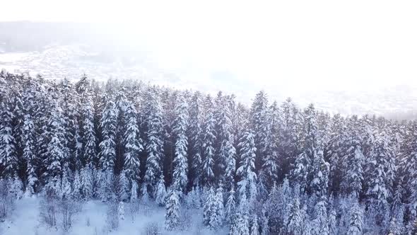 Winter Coniferous Forest . Aerial View