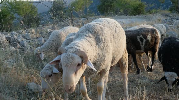 Sheep Grazing Pasture