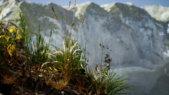 Fresh Grass at Big Rocky Cliff in Ocean