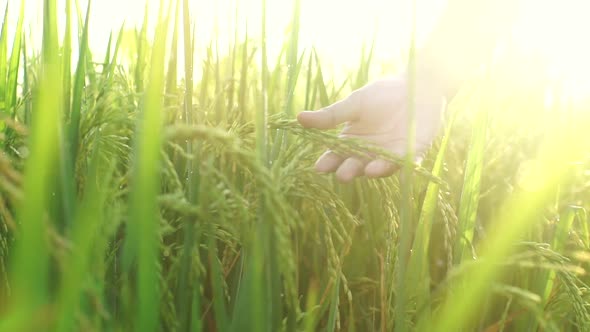 Rice field female hands at sunrise