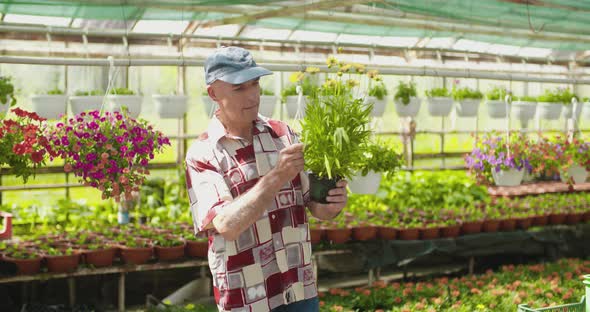 Researcher Examining Potted Plant At Greenhouse