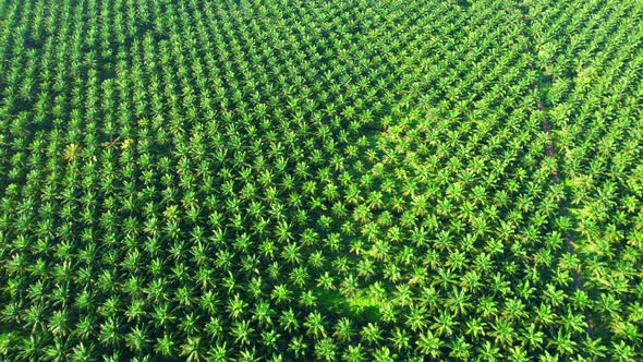 Aerial drone video of palm oil plantation