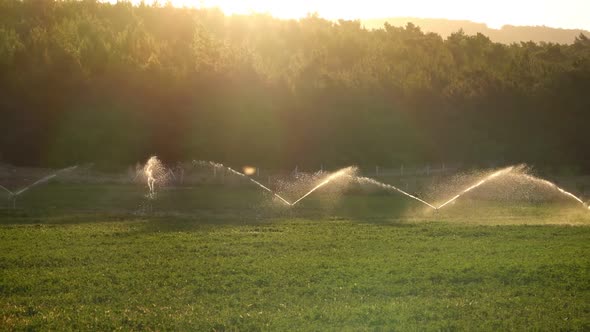 Irrigation Water Is Spraying Green Field.