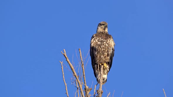 Bald Eagle Juvenile sitting in tree top looking around