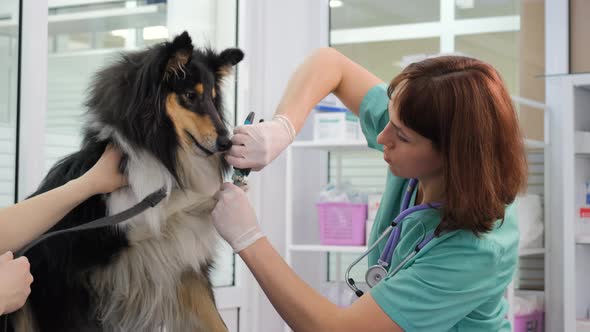 Vet Doctor Trimming Claws of Collie in Clinic