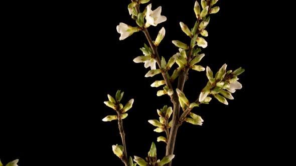 Beautiful Spring Cherry Tree Flowers Blossom on Black Background Timelapse Extreme Close Up