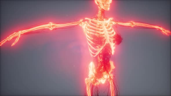 Transparent Human Body with Visible Bones alt