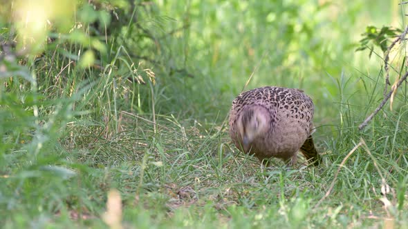 Bird Common pheasant Phasianus colchicus female looking for food