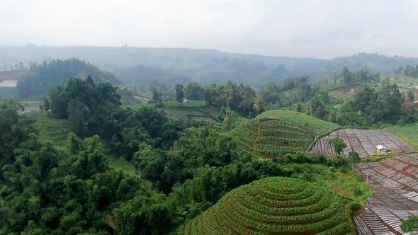 Rural landscape of Java Island Indonesia, aerial view potato plantation on hills