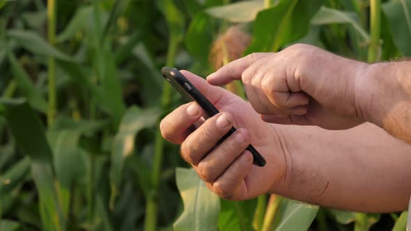 Mans Hands Uses Smartphone To Control Crop With Modern Technologies In Cornfield