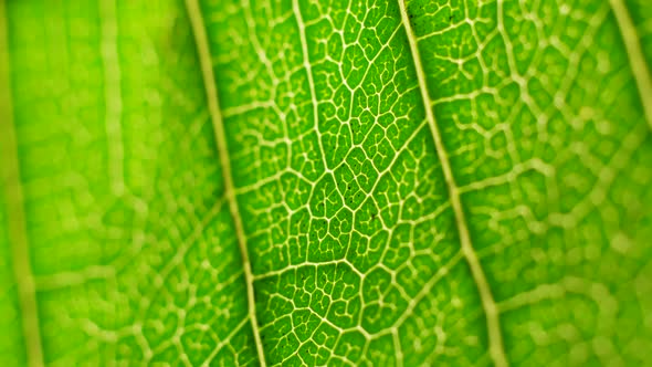 Green Leaf in Nature