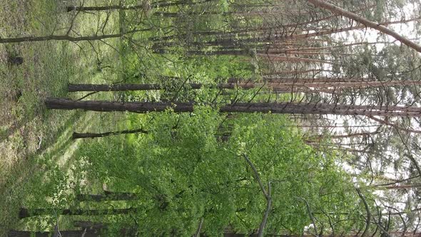 Vertical Video of a Forest with Pine Trees