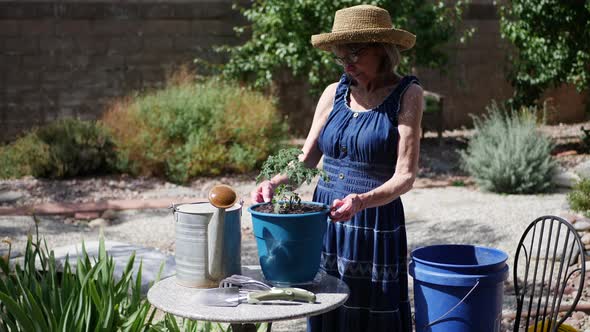 A beautiful old retired woman gardener working on her gardening hobby planting a tomato SLOW MOTION.