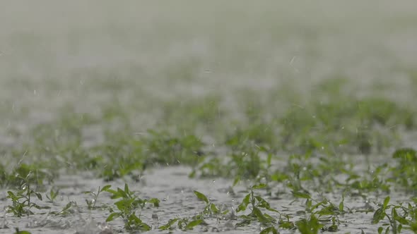 Raindrops on the Ground alt