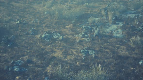 Dry Grass and Rocks Landscape