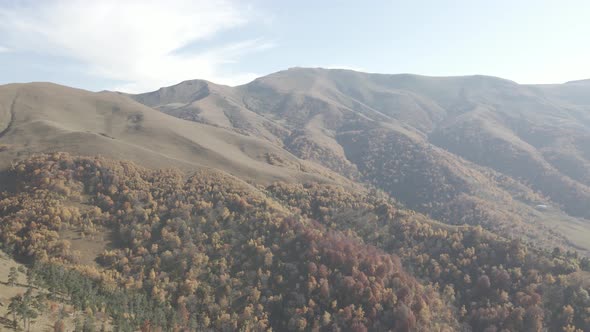 Flying over beautiful mountains in Bakuriani. Aerial view of Autumnal forest. Georgia