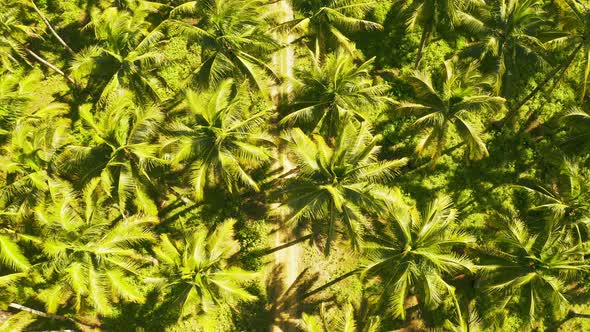 Aerial View of Young Couple of Tourists Riding a Motorbike on Among Coconut Palms in Siargao