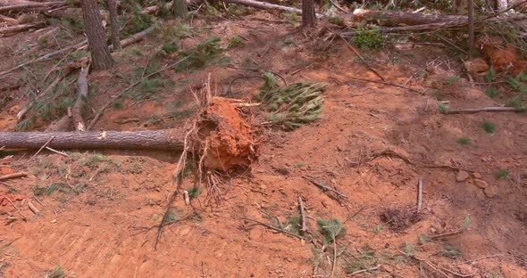 A Tractor is Working to Prepare the Land for New House Construction While Trees are Uprooted and