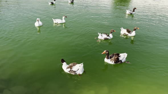 Animal Greylag Goose In Lake 14