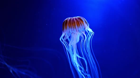 Beautiful Jellyfish in the Neon Light in Aquarium Nature Background