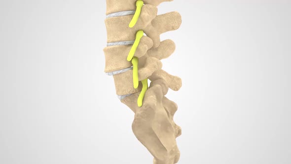 Human spine in details: Vertebra, bone marrow, disc and nerves