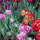View of the Multicolored Colorful Tulips and Daffodils That Grow in the Flowerbed - VideoHive Item for Sale